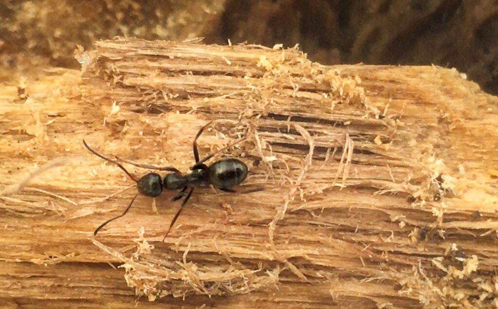 Carpenter Ant Control