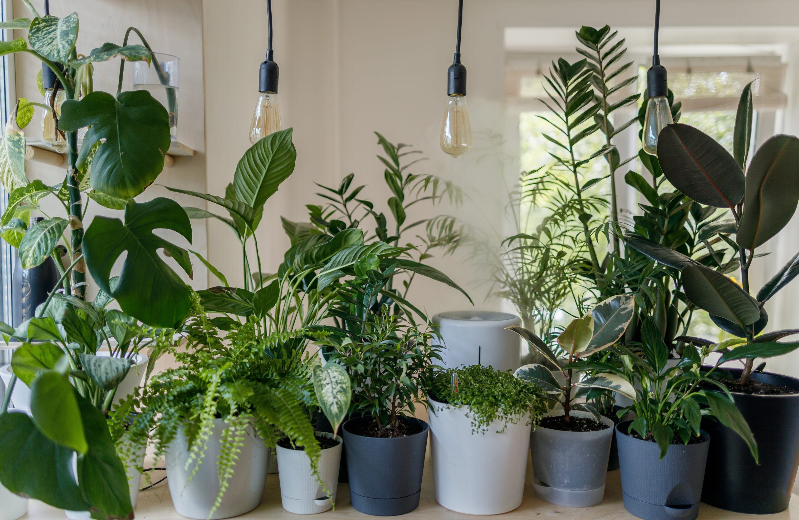 Buy Indoor plants online