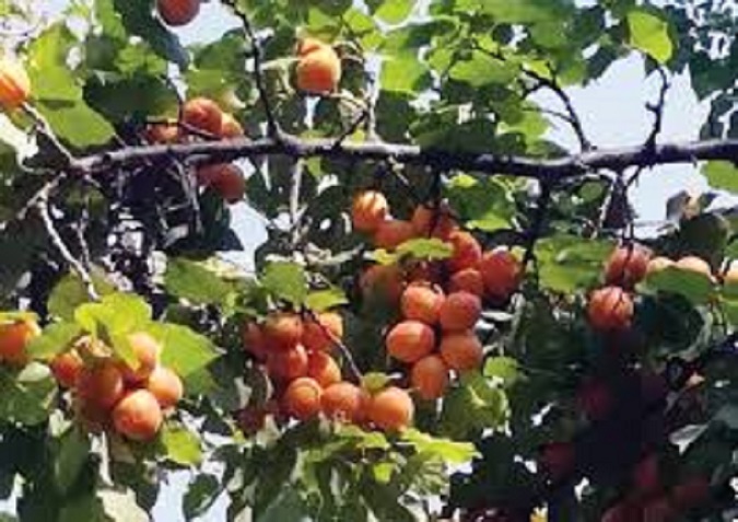 Information Apricot Cultivation in India - Guidance