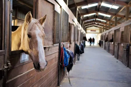 Online Equine Studies